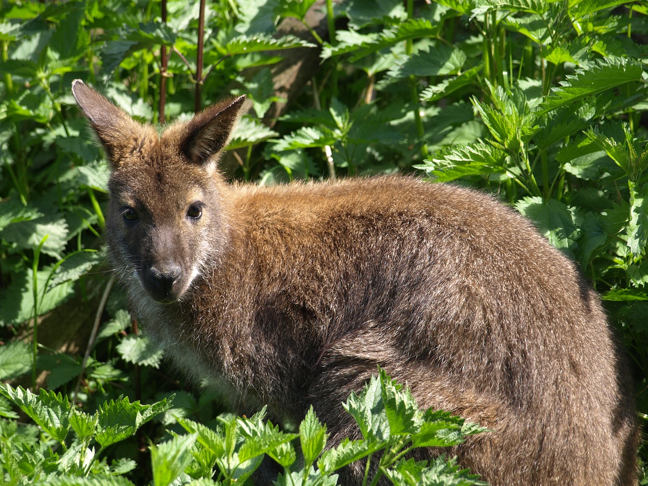 kangaroo nature animal free photo