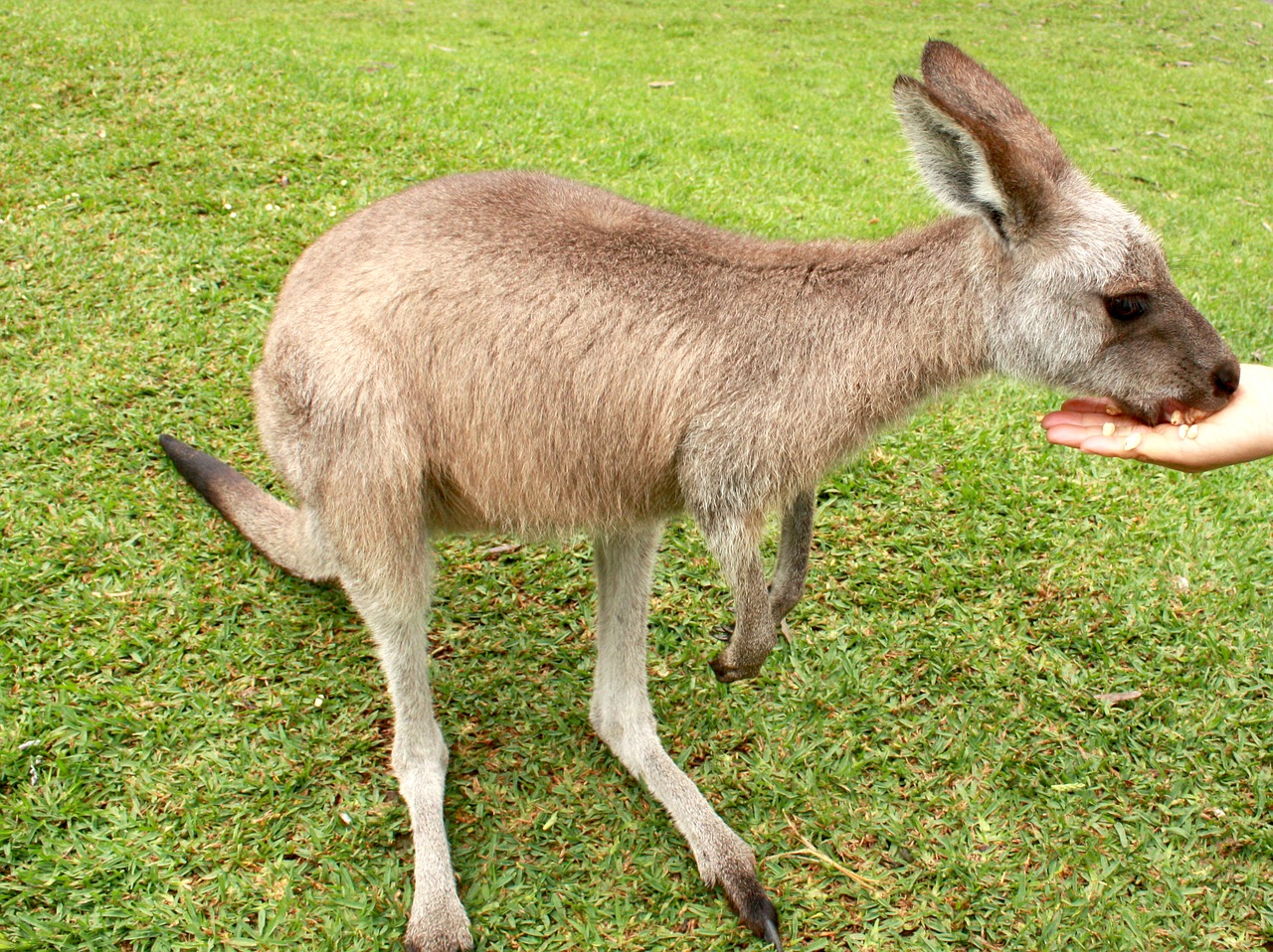 kangaroo grass animal free photo