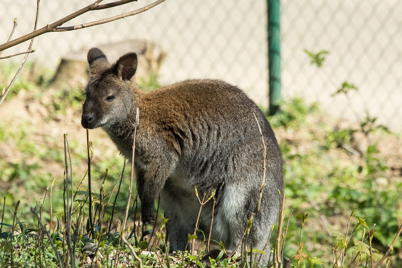 kangaroo zoo animal free photo