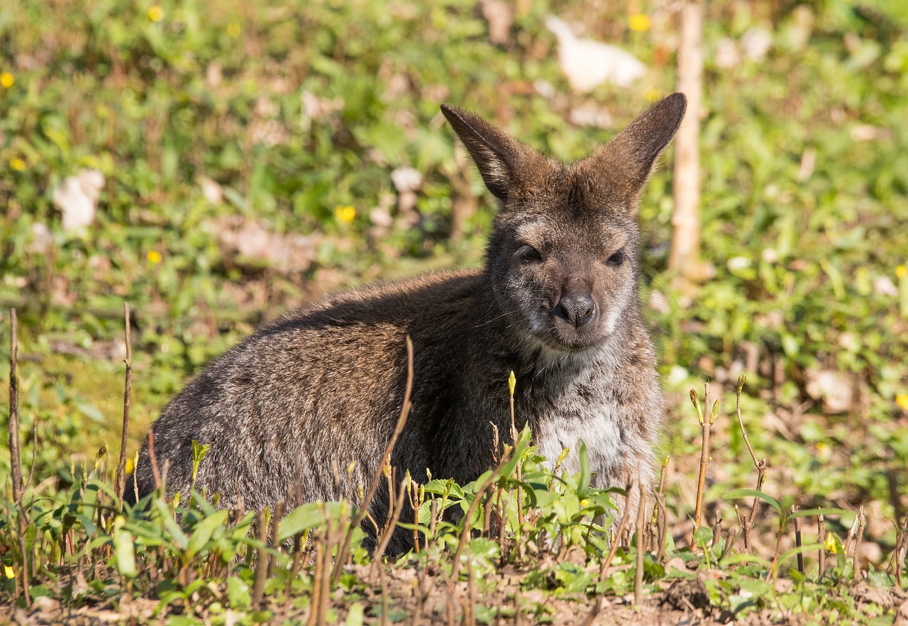 kangaroo zoo animal free photo