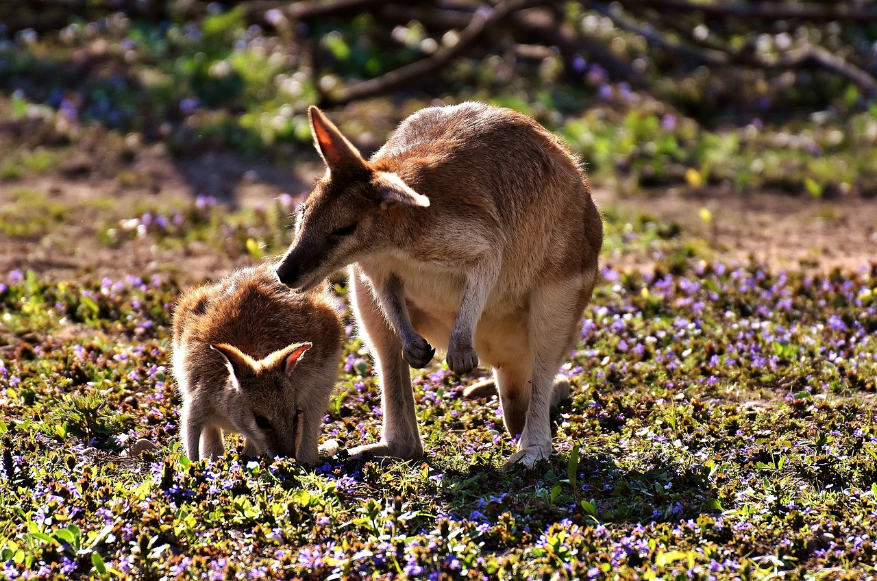 kangaroo young animal mother free photo