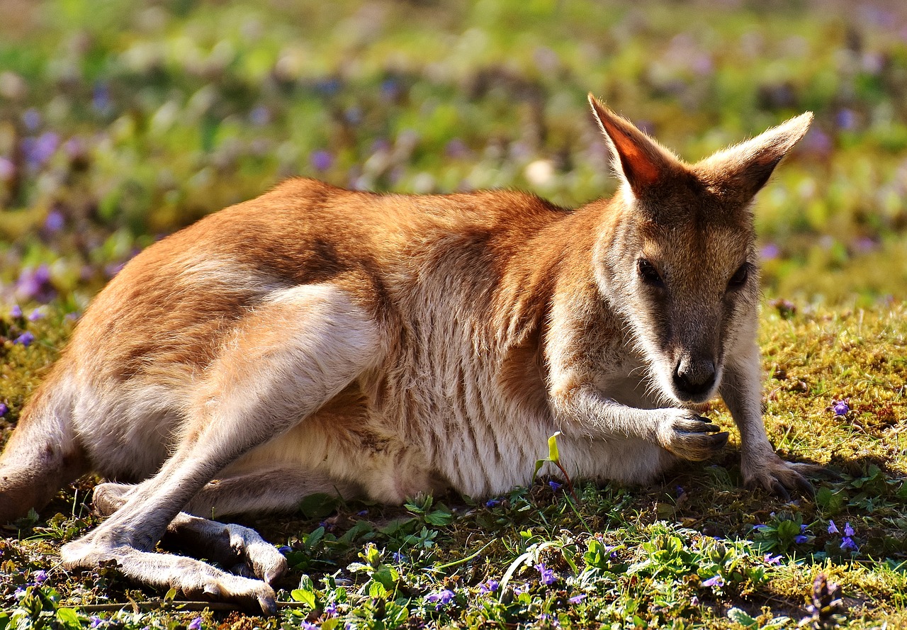 kangaroo wild animal animal free photo