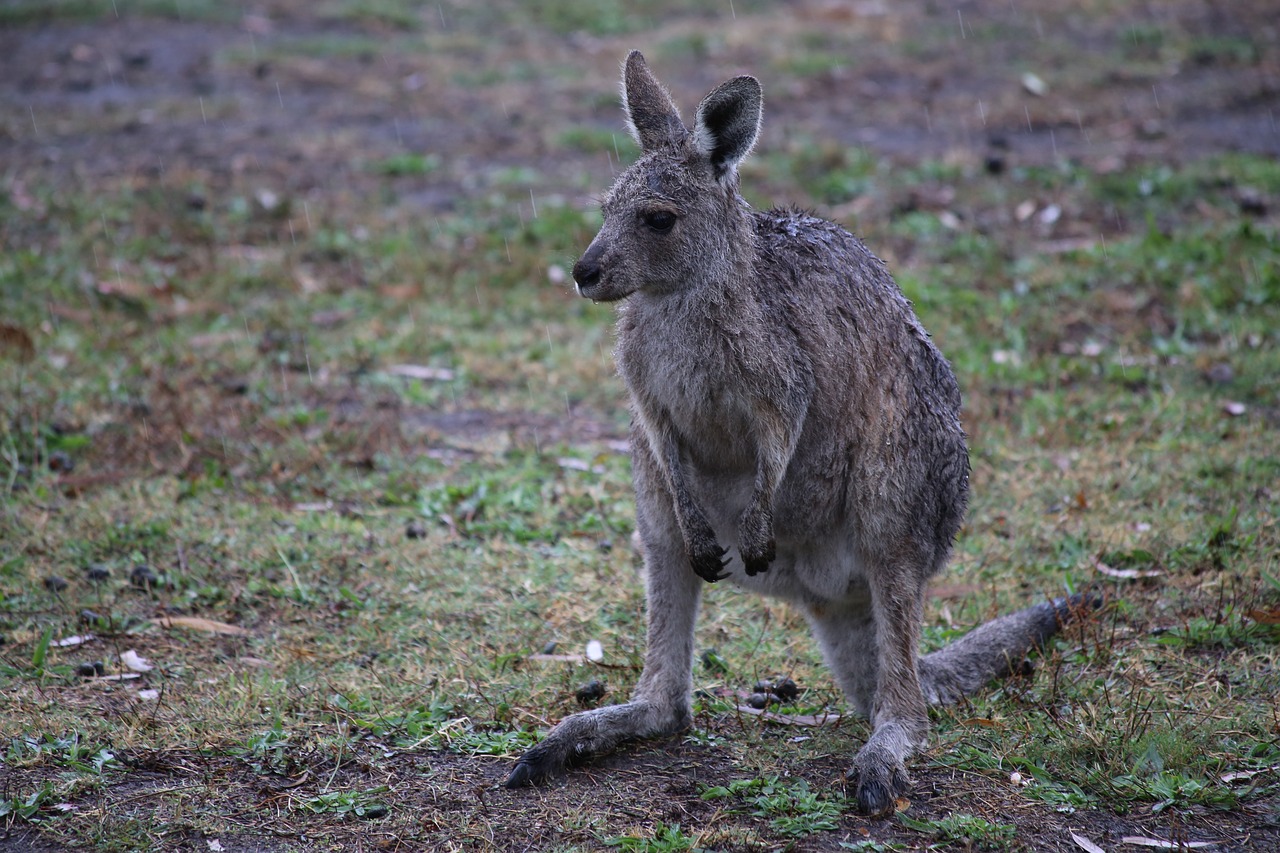 kangaroo wet australia free photo