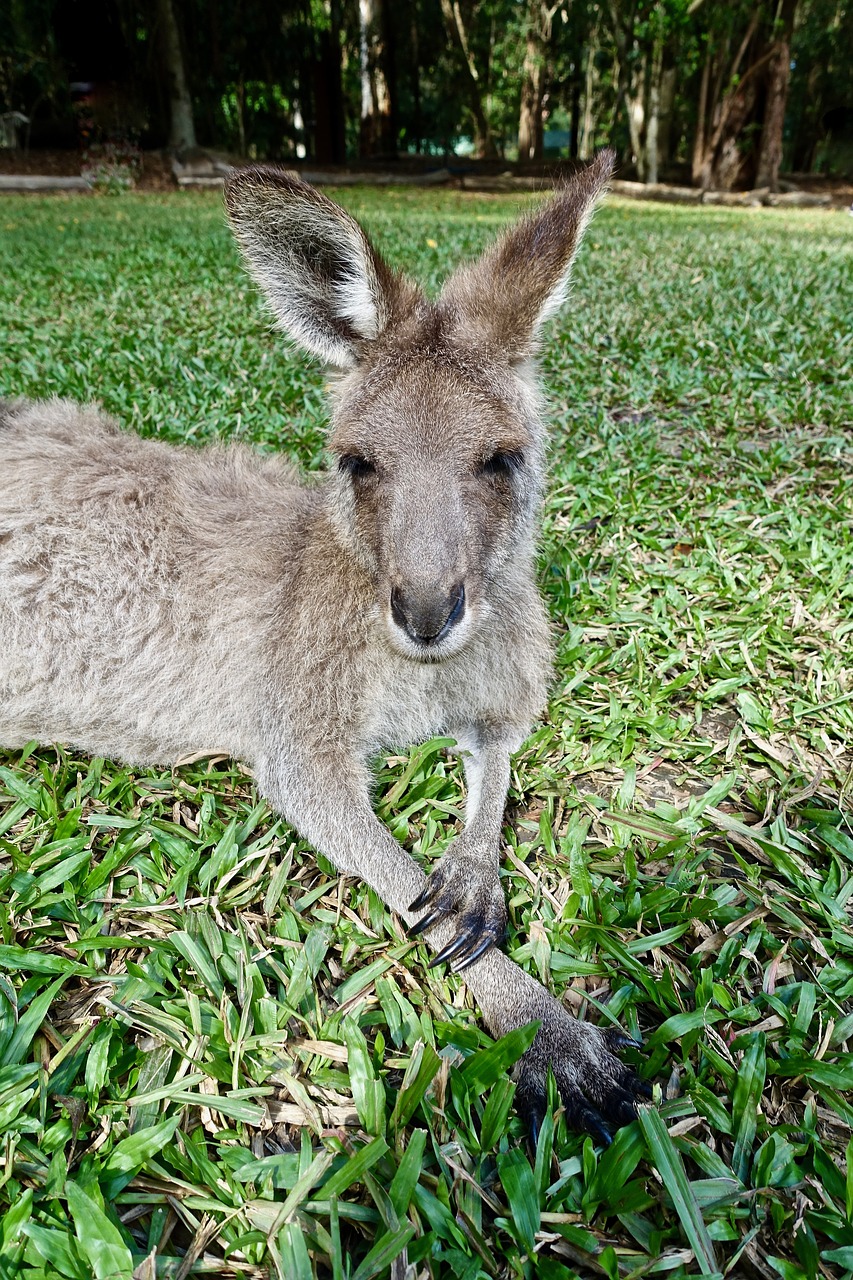 kangaroo face wallaby free photo