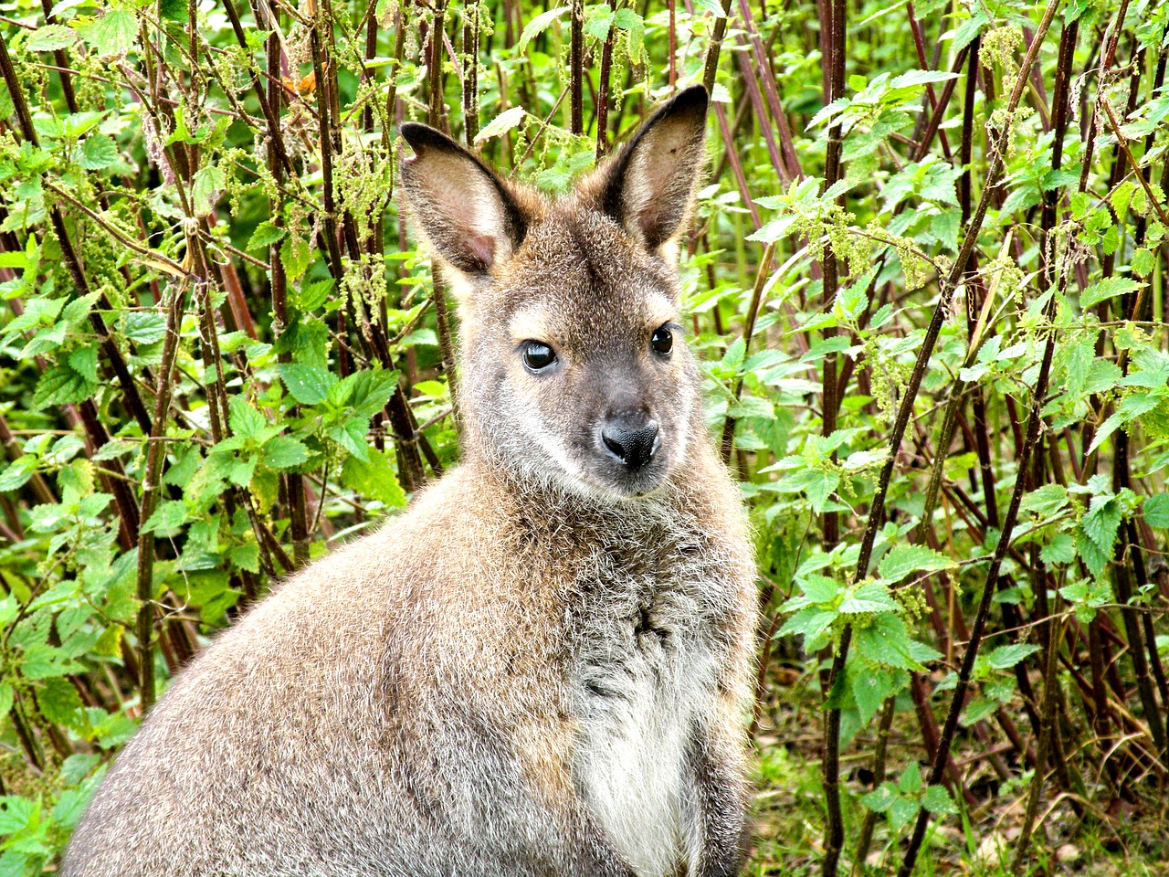 kangaroo animal mammal free photo