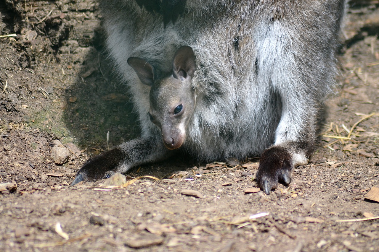 kangaroo young zoo free photo