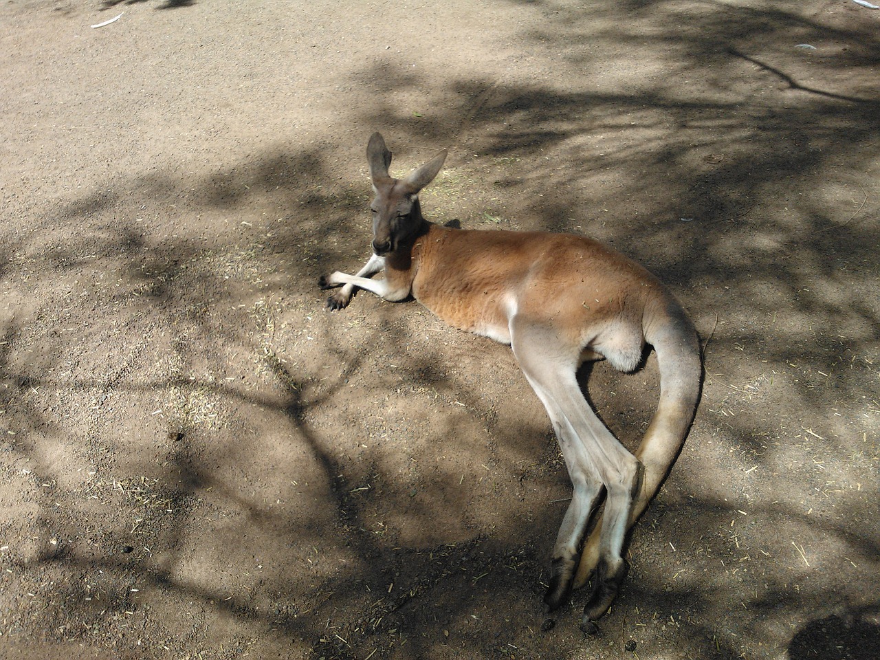 kangaroo australia tired of free photo