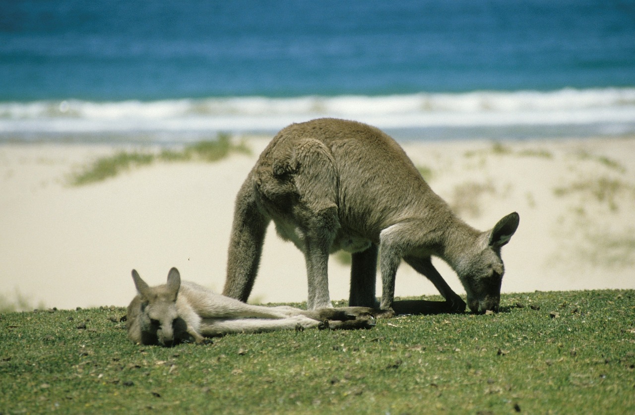 kangaroo marsupial australia free photo