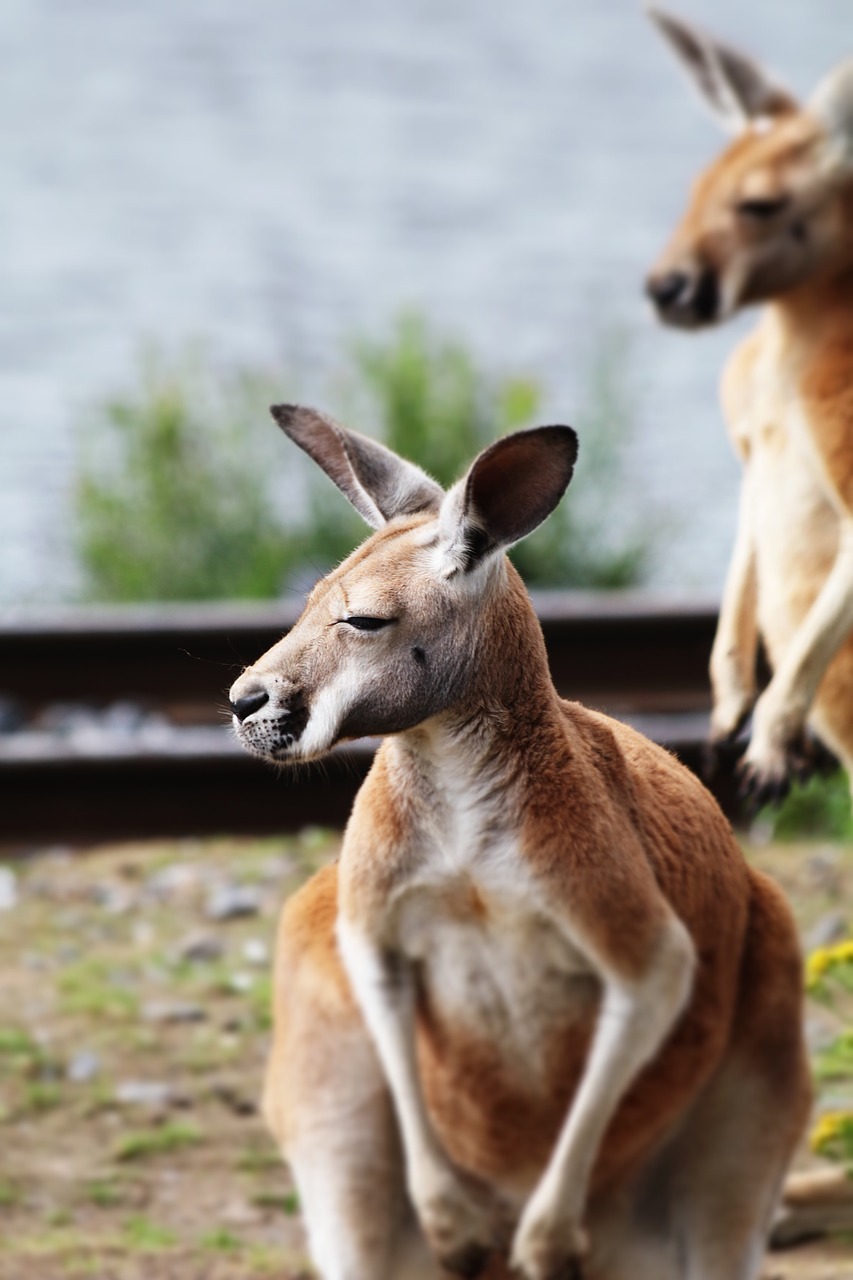 kangaroo australia nature free photo