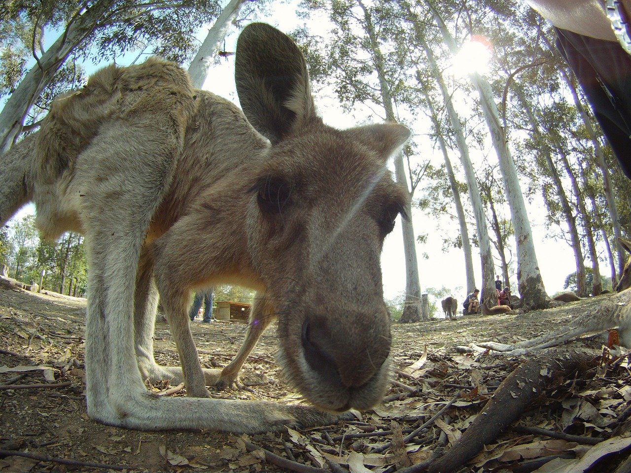 kangaroo australia jump free photo