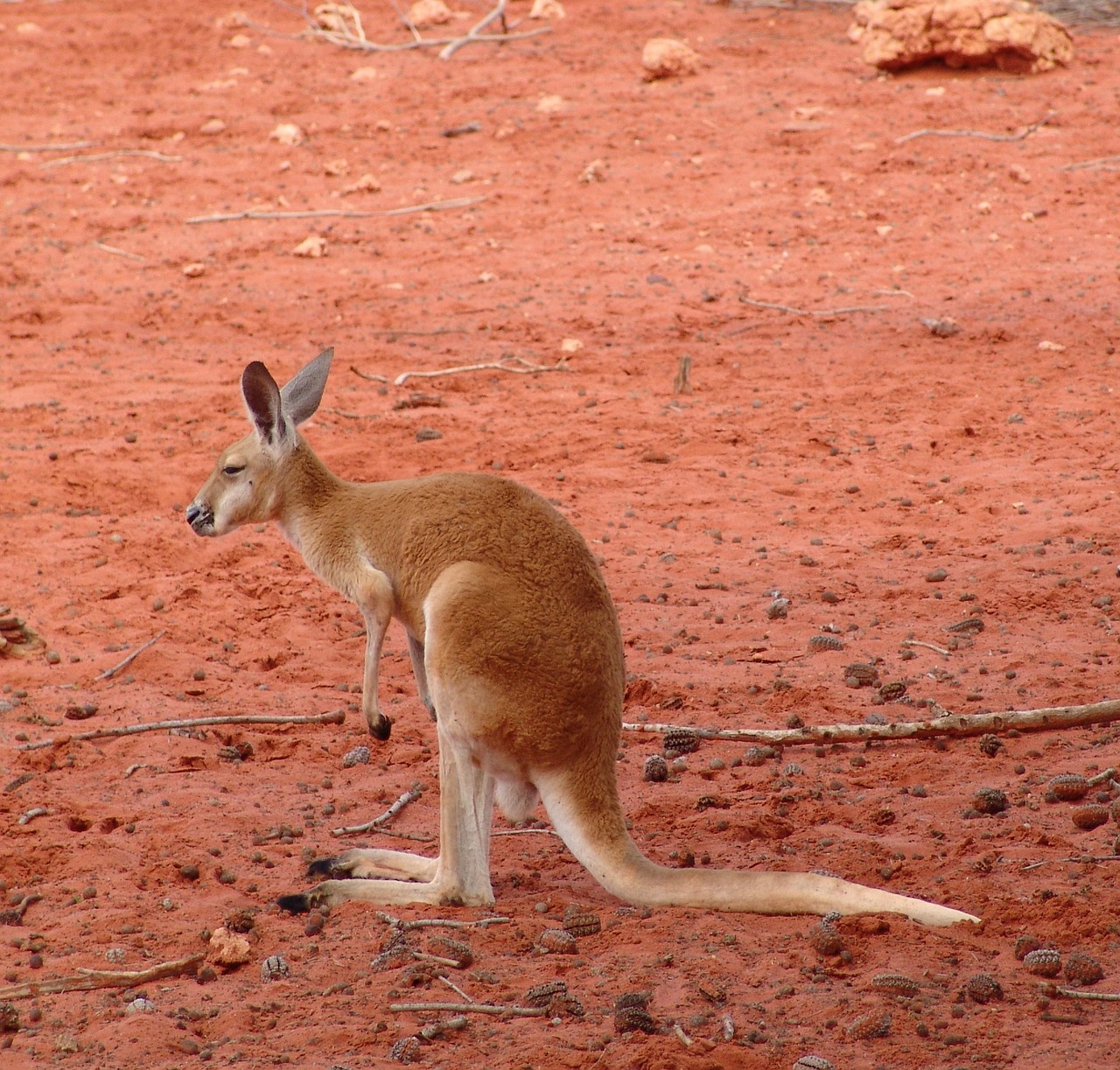 kangaroo red large free photo