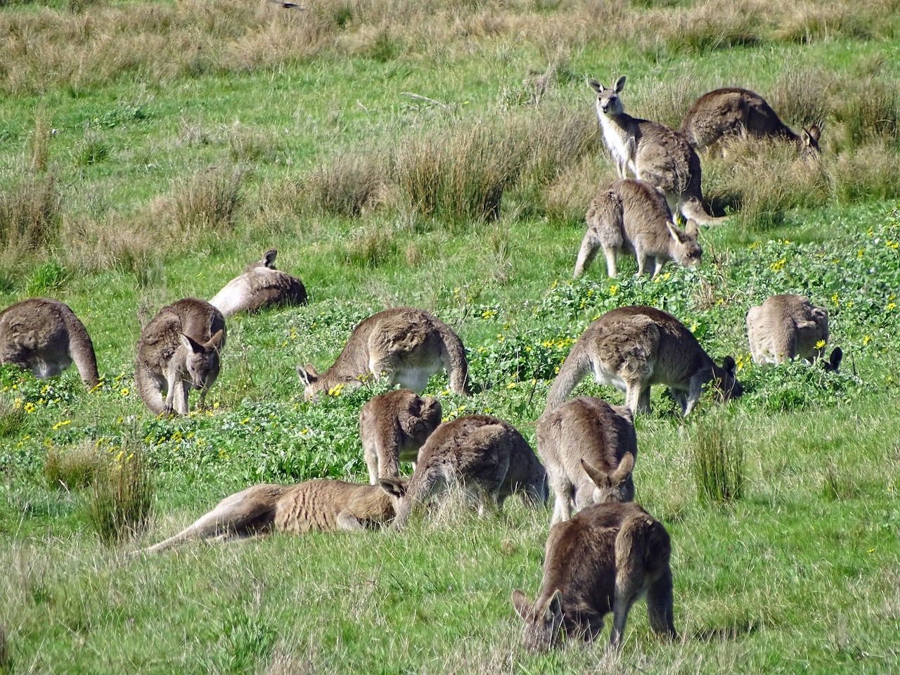 kangaroo kangaroo mob eastern grey kangaroo free photo