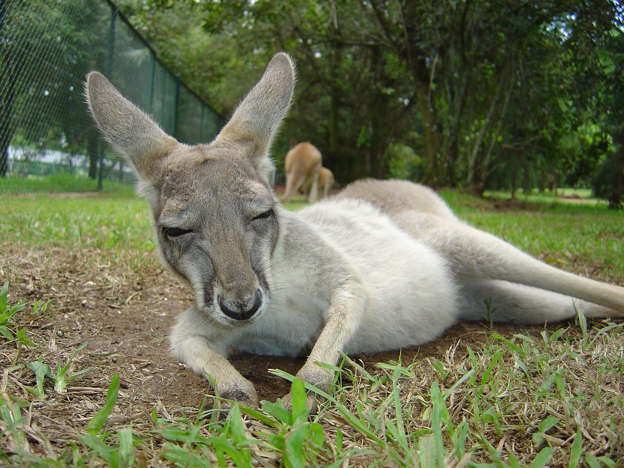 kangaroo animal australia free photo