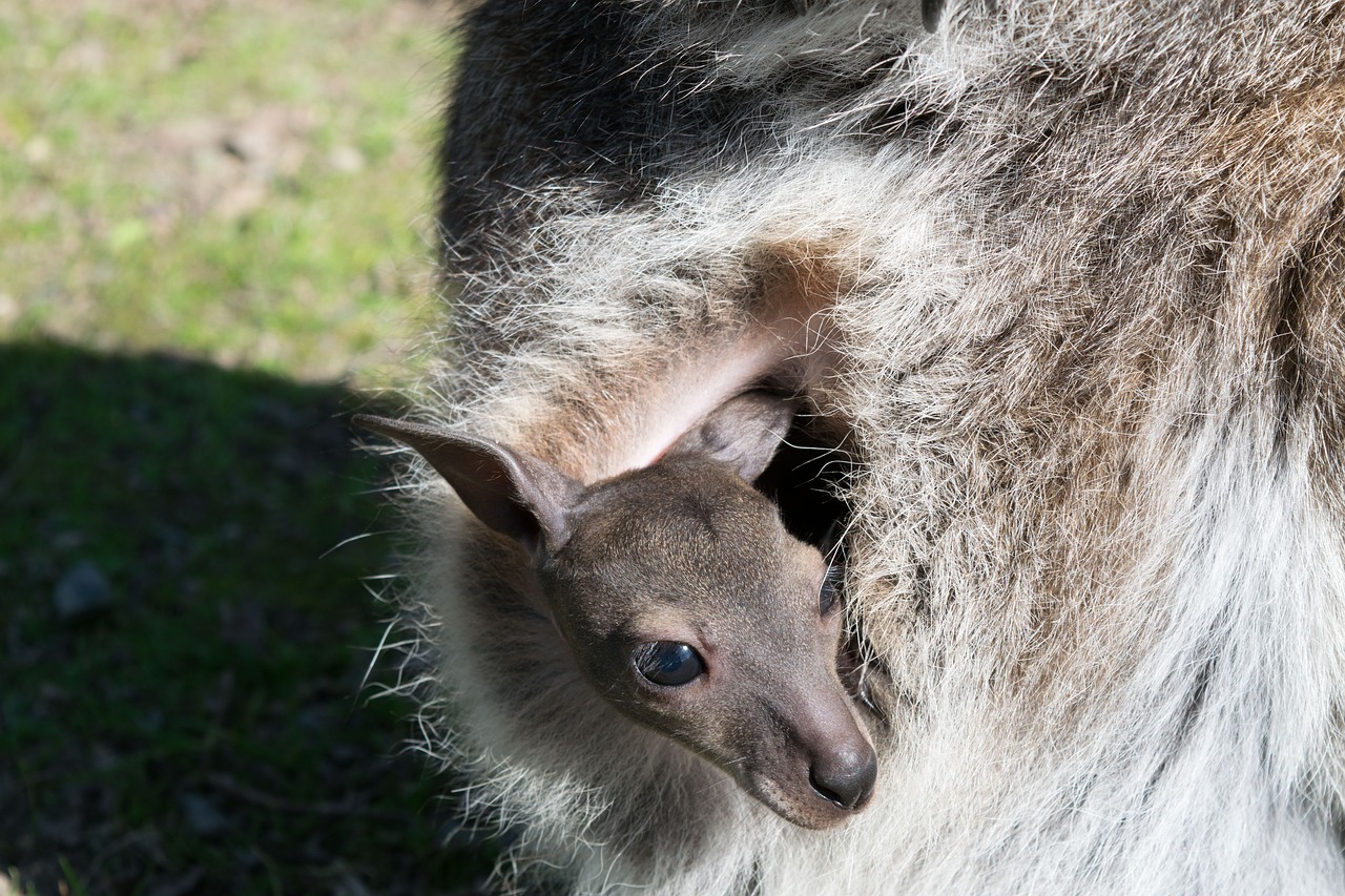 kangaroo baby animal free photo