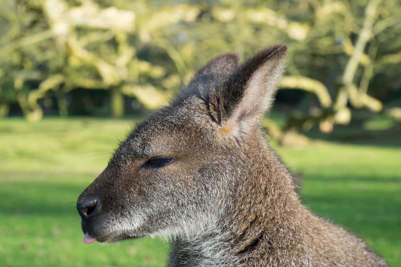 kangaroo animal park free photo