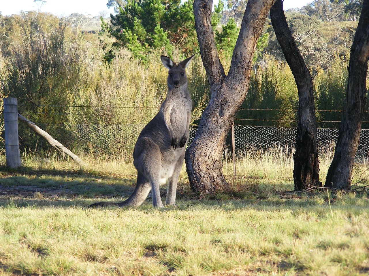 kangaroo canberra skipy free photo
