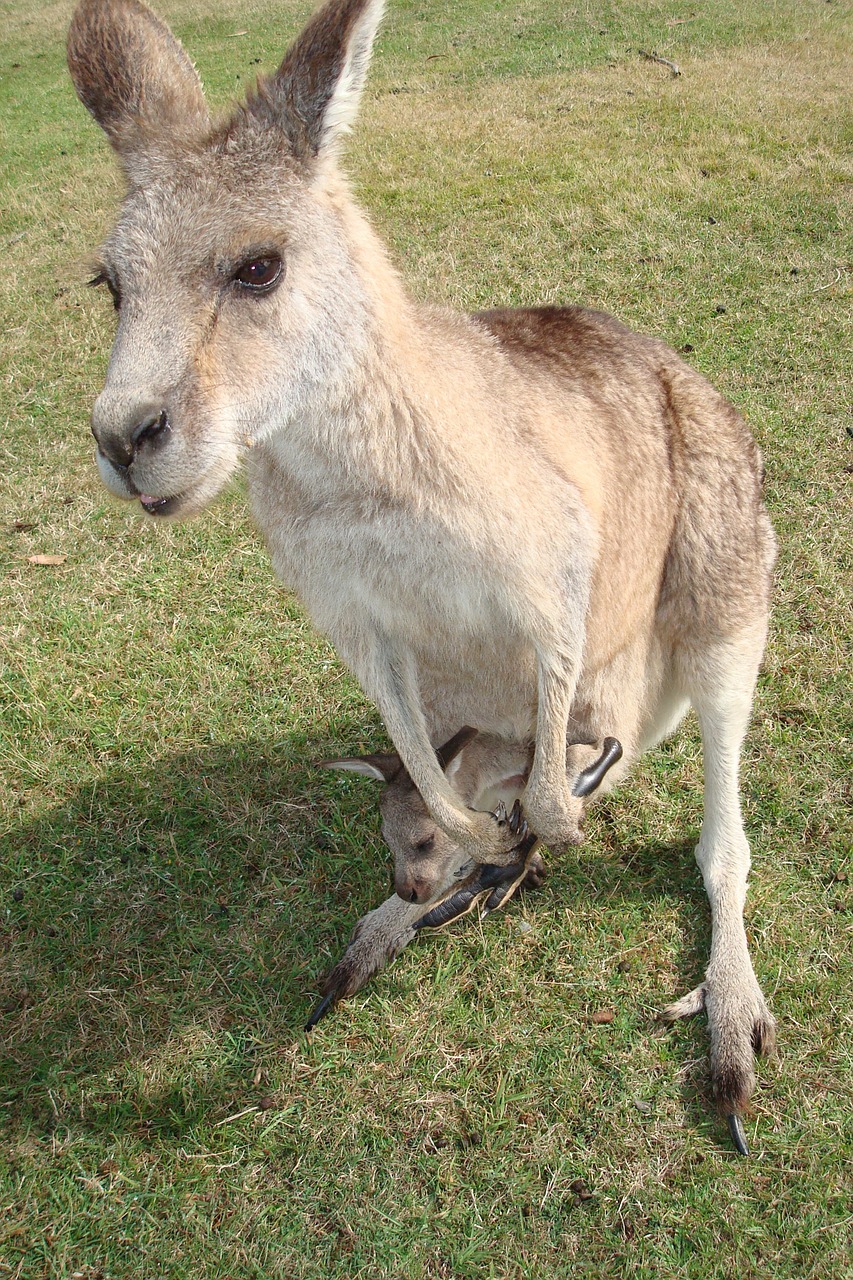 kangaroo australia marsupial free photo