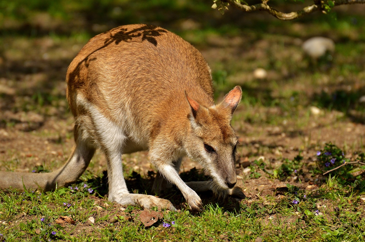 kangaroo wild animal animal free photo