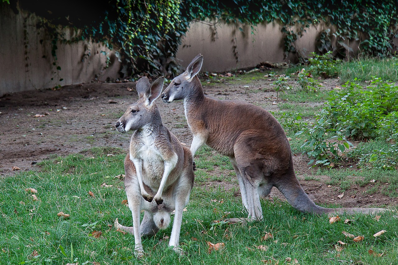 kangaroo marsupial zoo free photo