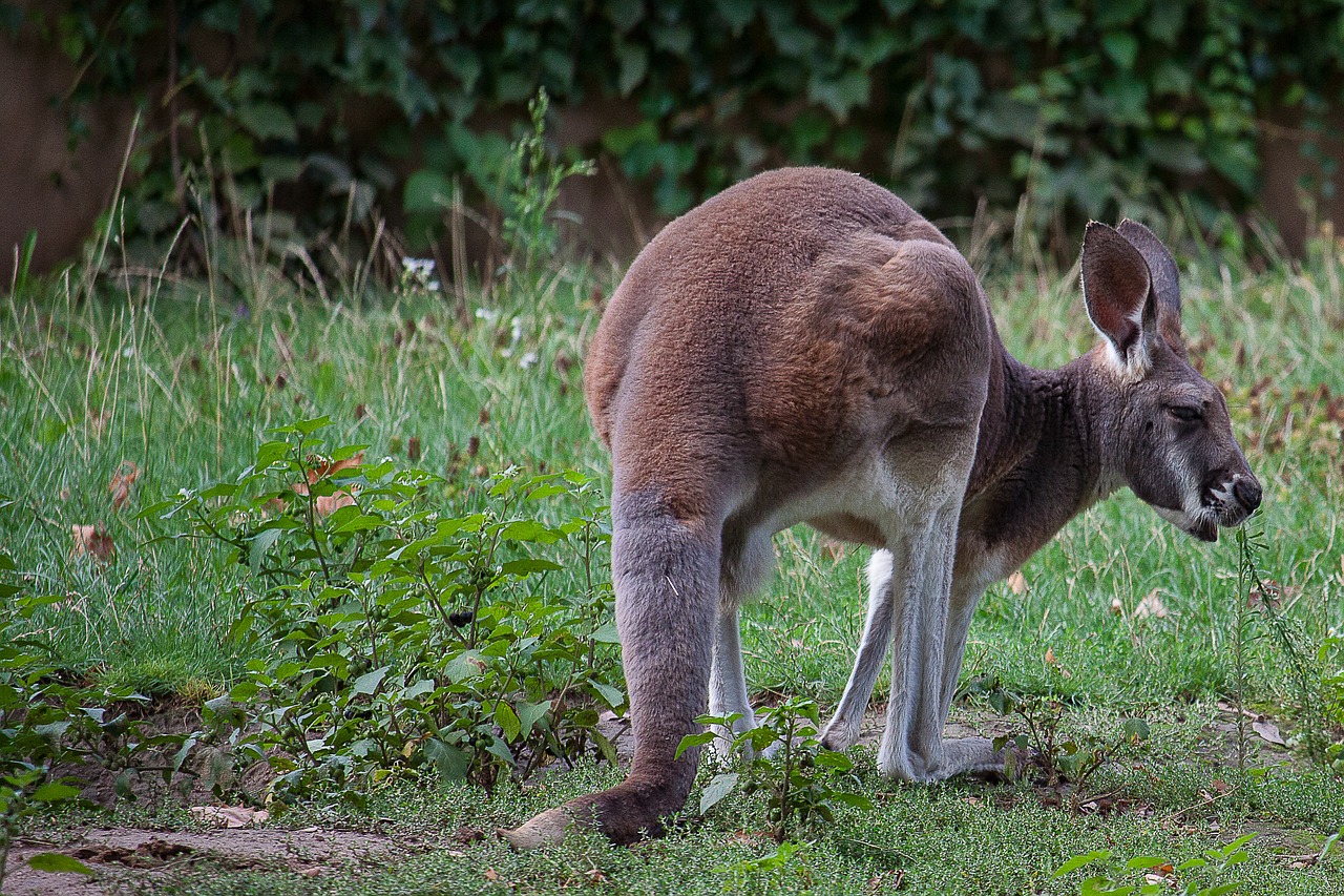 kangaroo marsupial zoo free photo