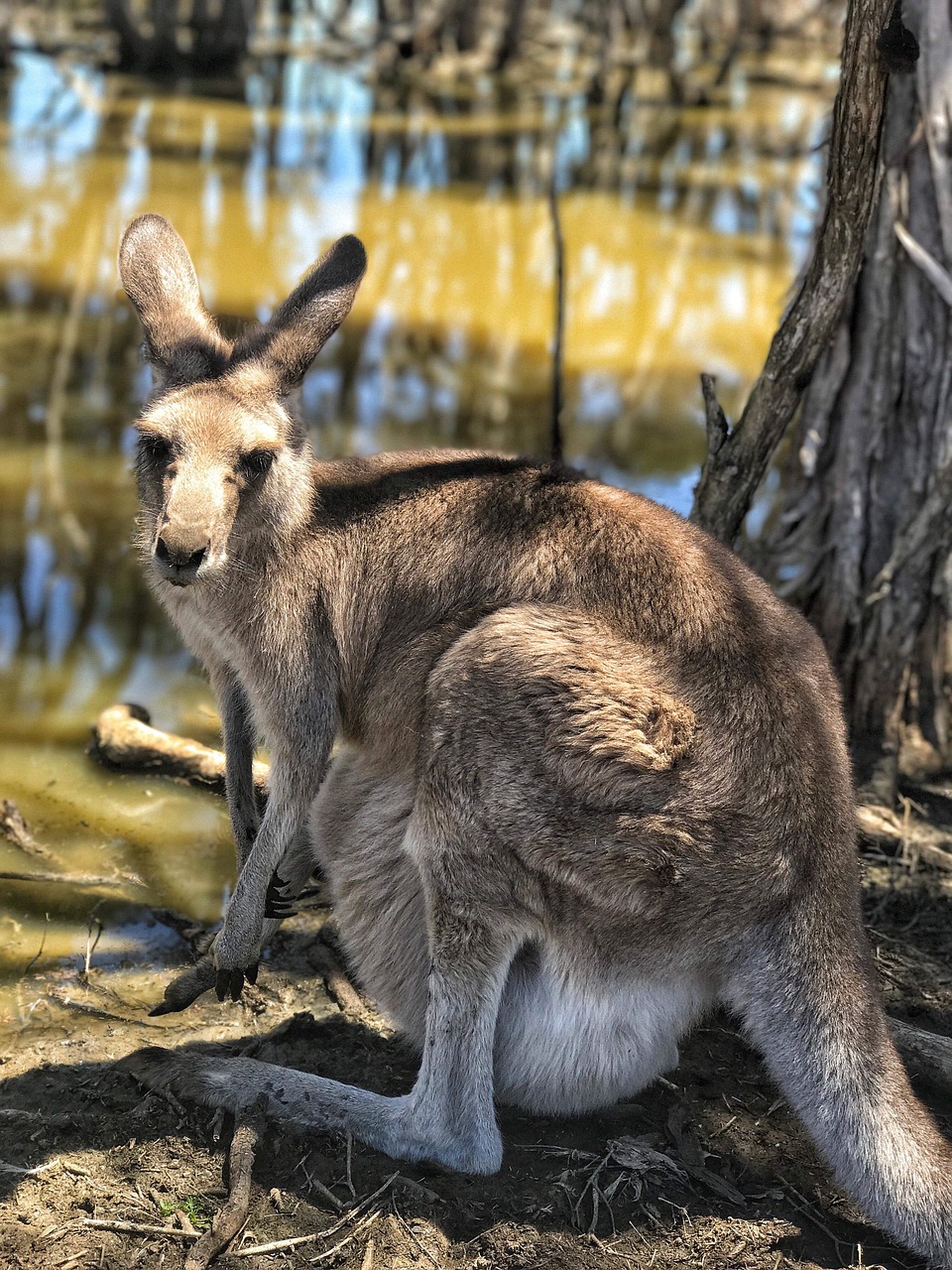 kangaroo australia wildlife free photo