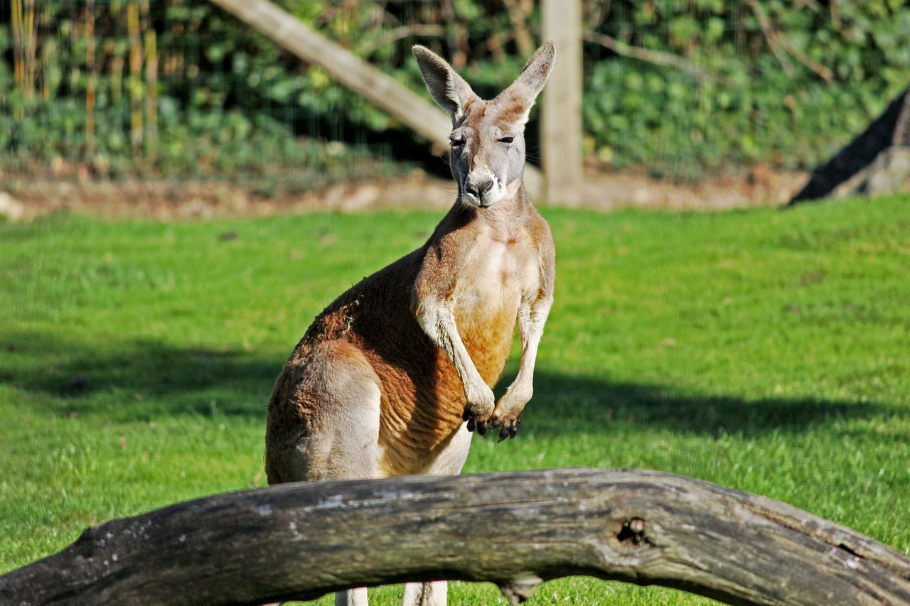 kangaroo nature animal free photo