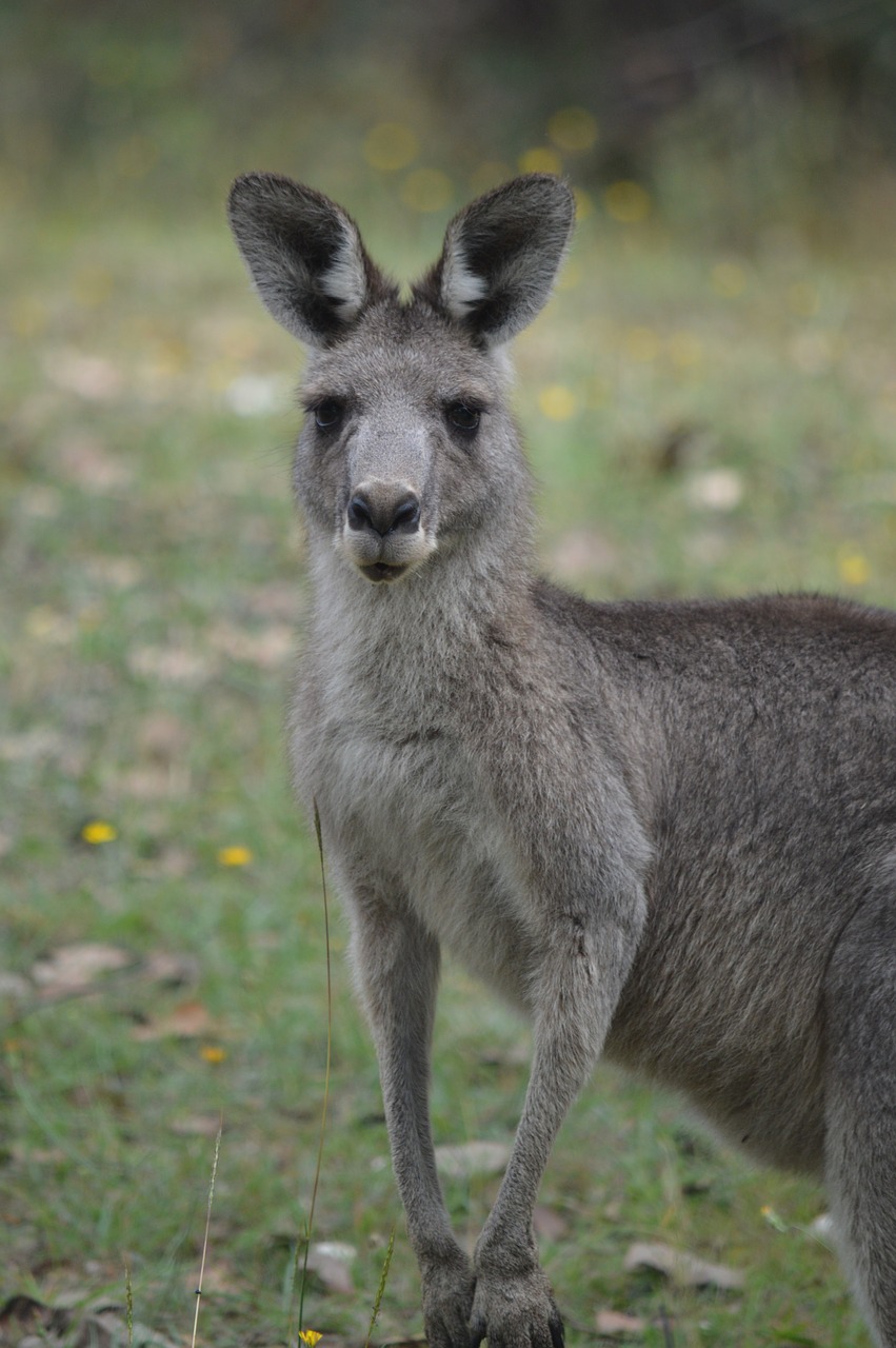 kangaroo animal world animal free photo