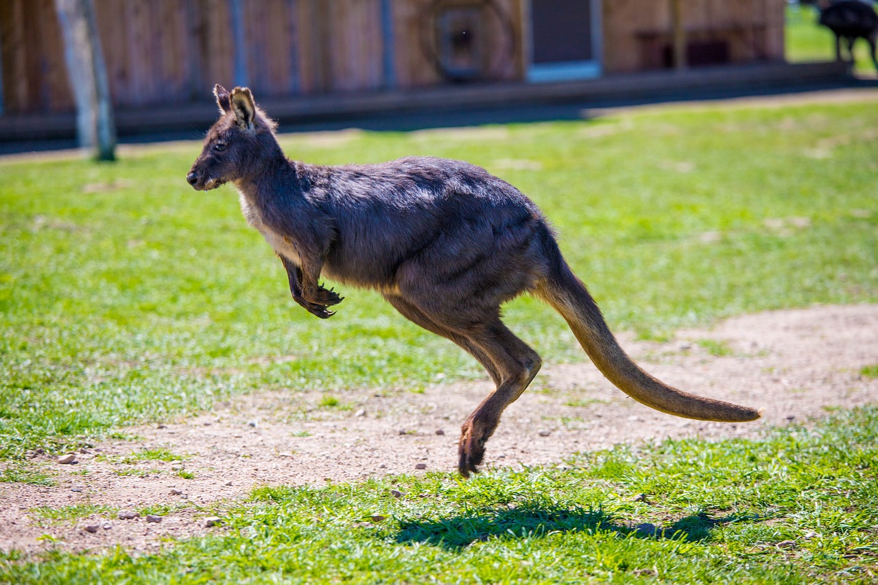 kangaroo  jumping free pictures free photo