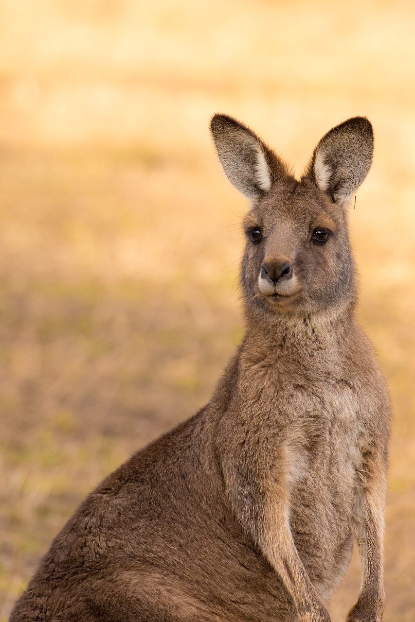 kangaroo  marsupial  mammal free photo