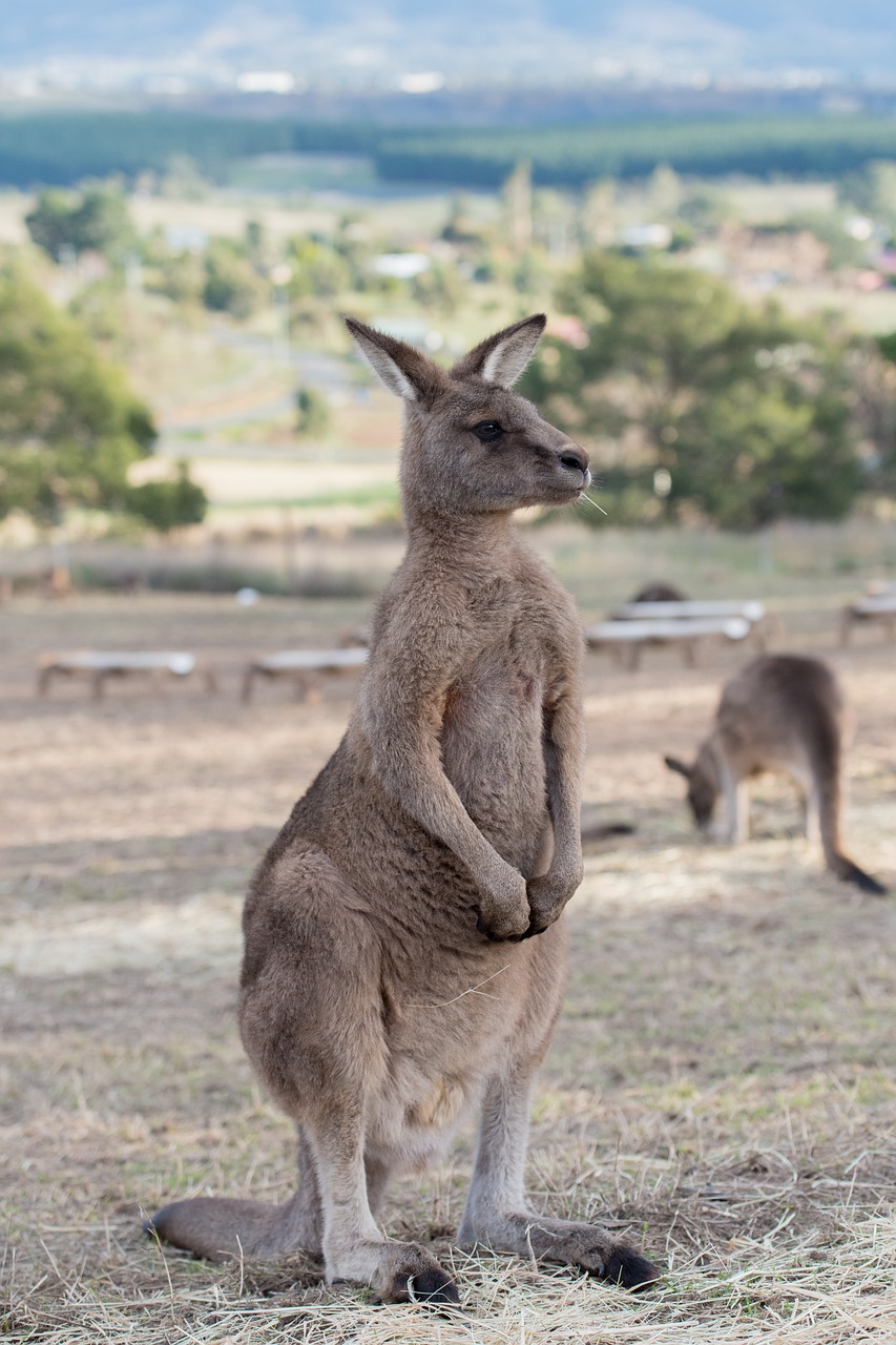 kangaroo  marsupial  mammal free photo