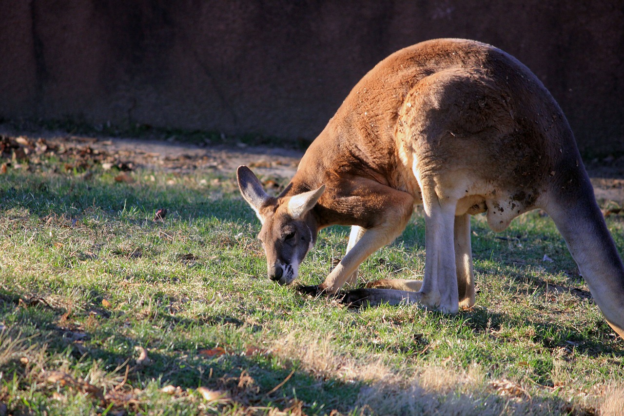 kangaroo australian animal free photo