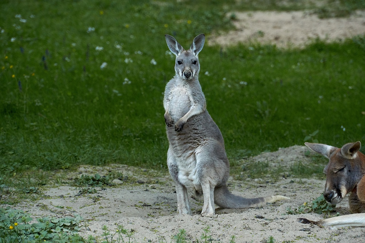 kangaroo  marsupial  zoo free photo