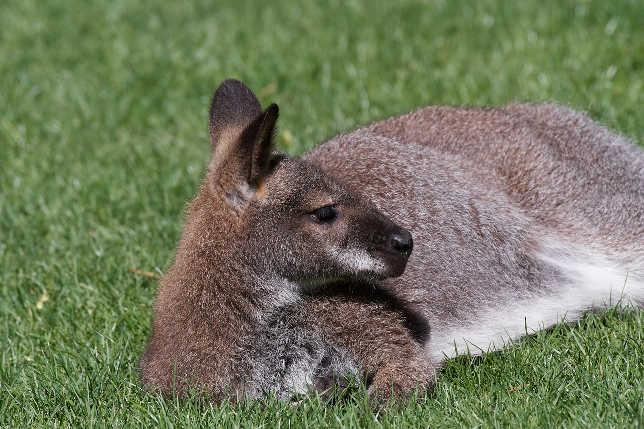 kangaroo  australlien  field free photo
