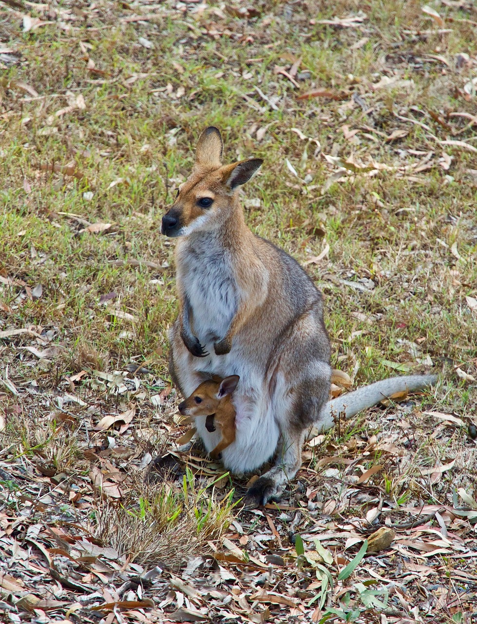 kangaroo  wallaby  wildlife free photo