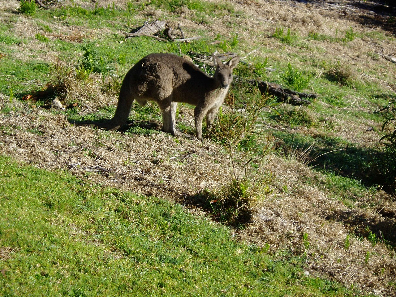 kangaroo australia marsupial free photo