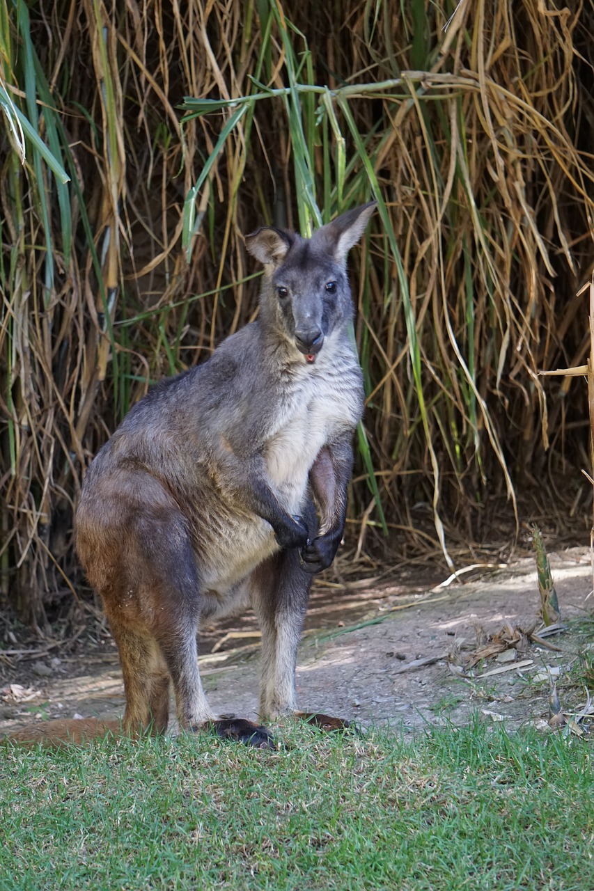 kangaroo  animal  animals free photo
