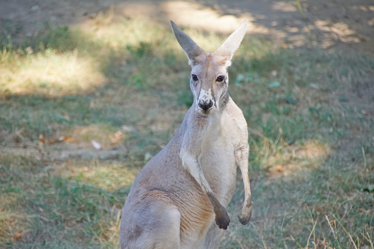 kangaroo  australia  nature free photo