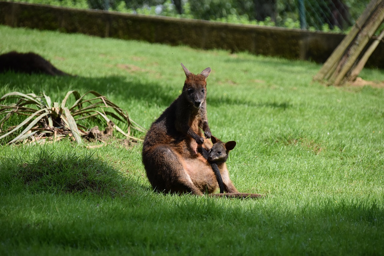 kangaroo  mom with her little  baby kangaroo free photo