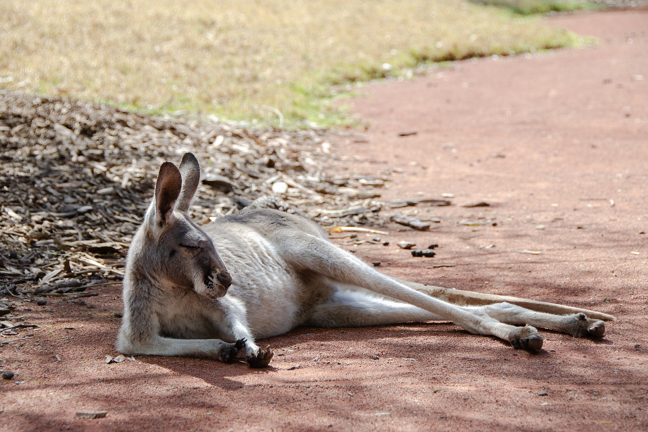 kangaroo  mammal  marsupial free photo