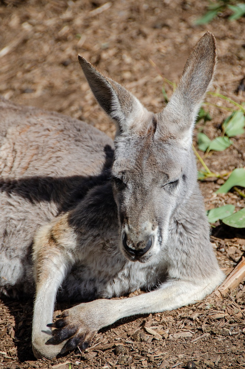 kangaroo  mammal  marsupial free photo