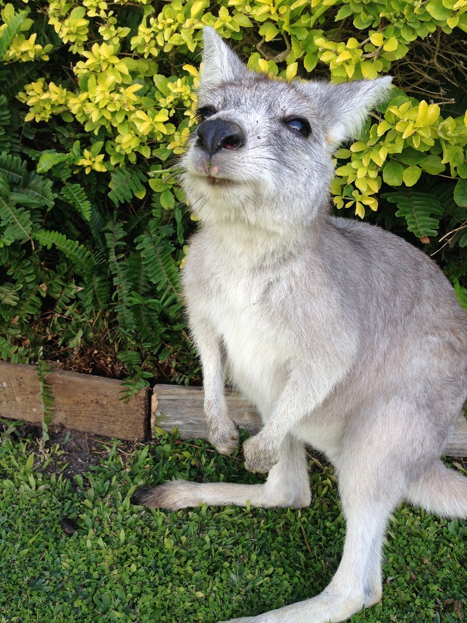 kangaroo  australia  vacations free photo