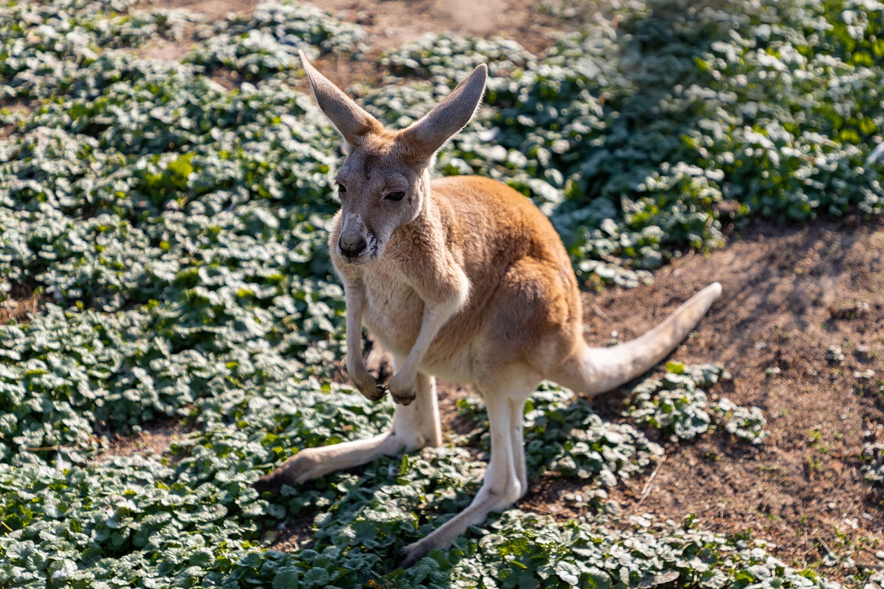 kangaroo  young  animal free photo