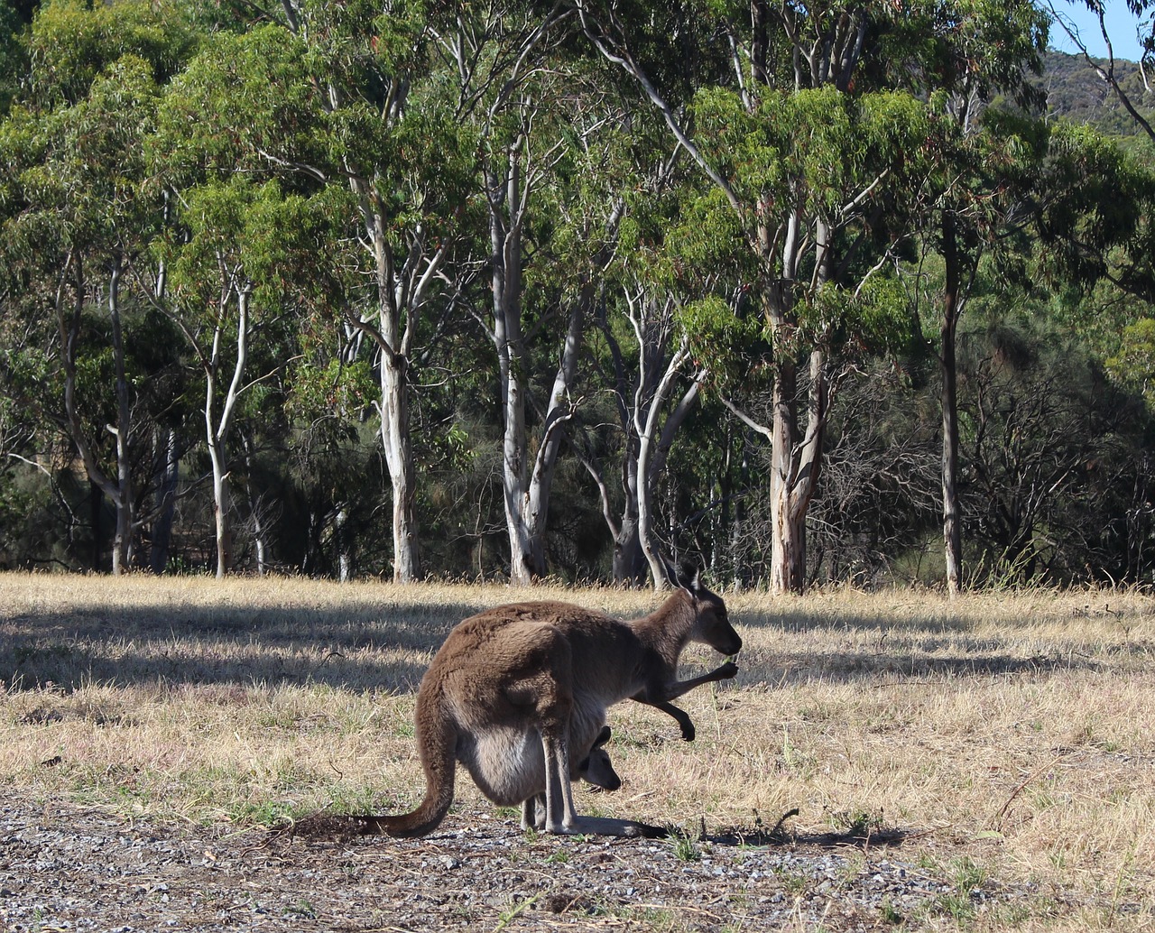 kangaroo  joey  pouch free photo
