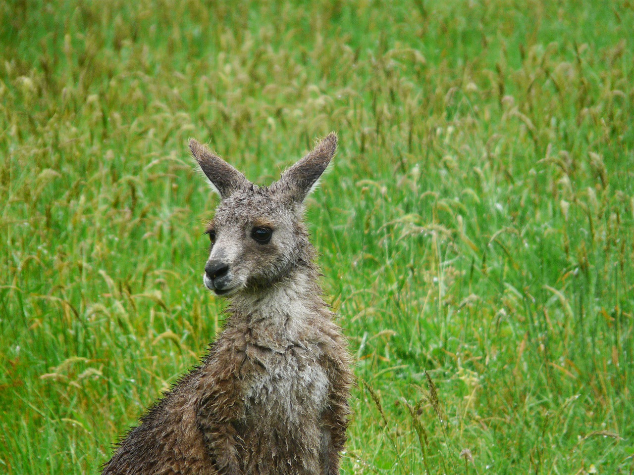 kangaroo  australia  animal free photo