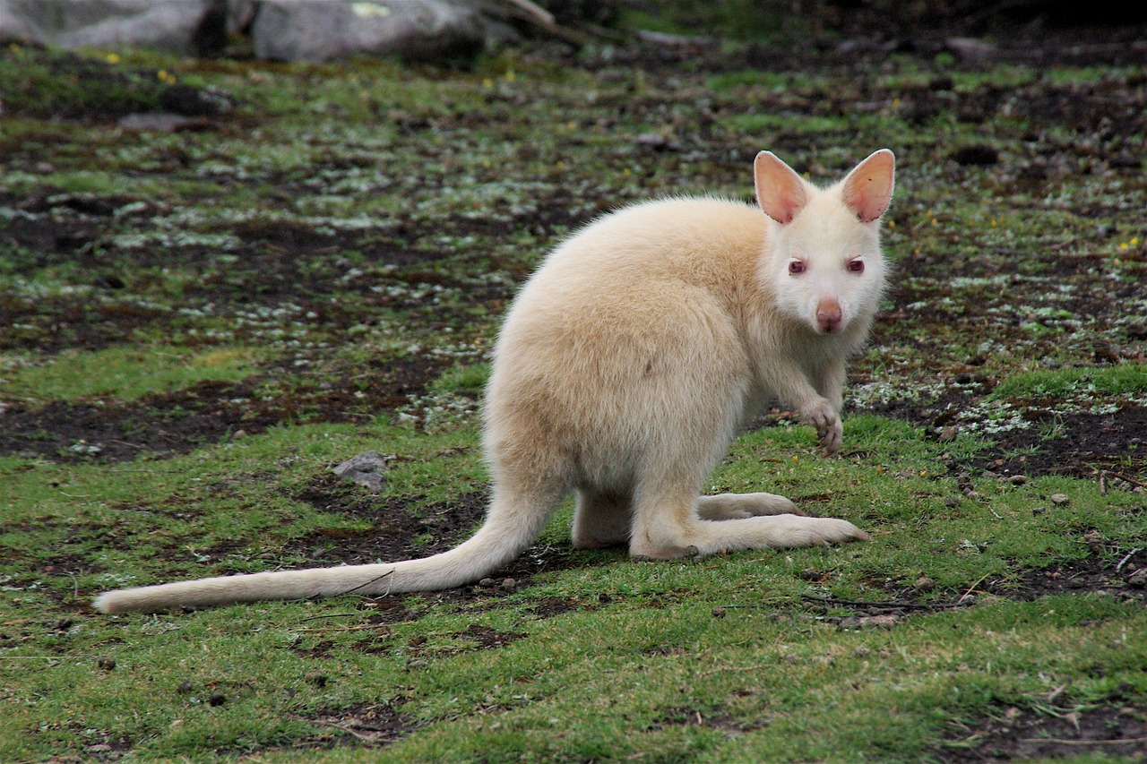 kangaroo white animal free photo