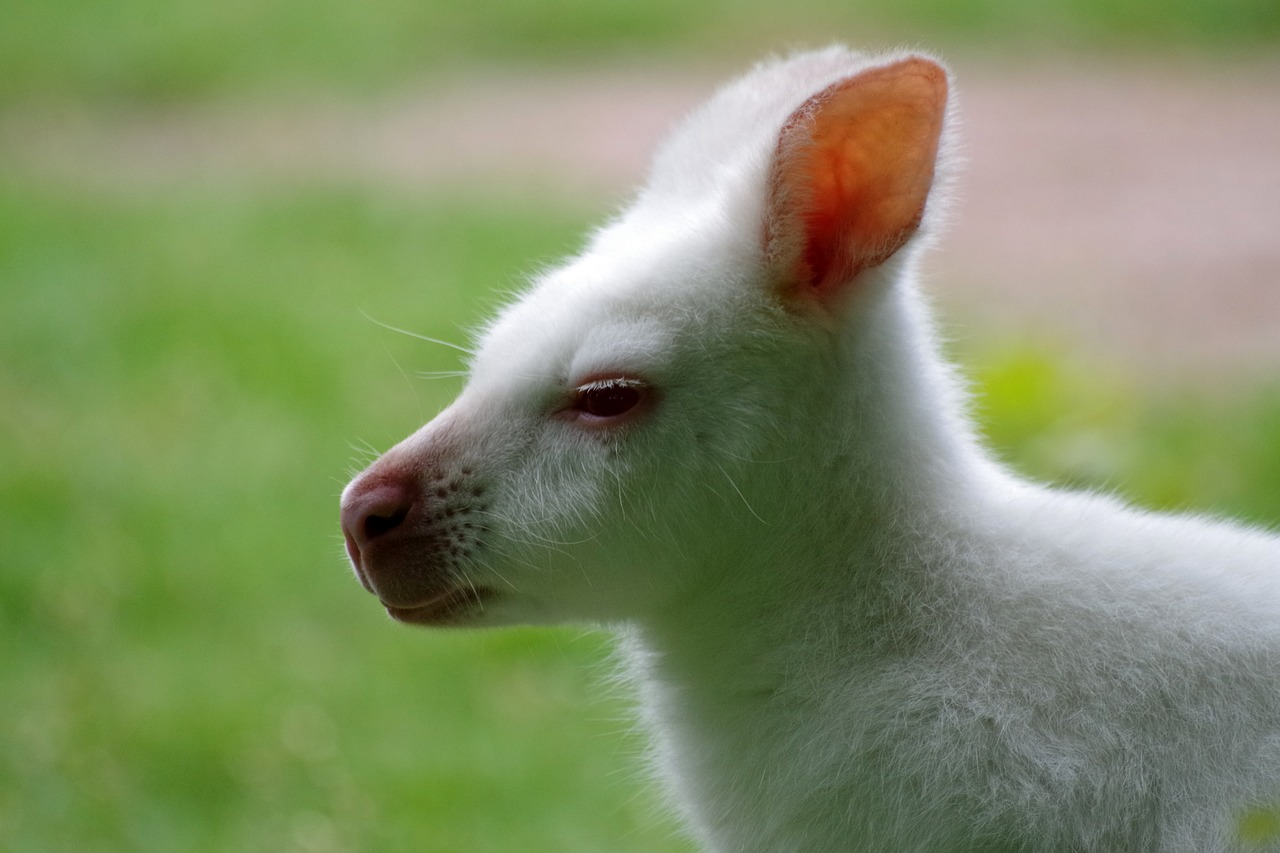 kangaroo  albino  white free photo