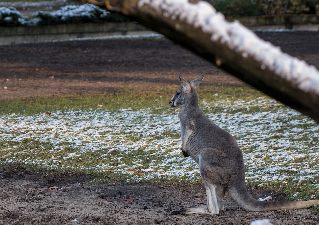 kangaroo  zoo  mammal free photo