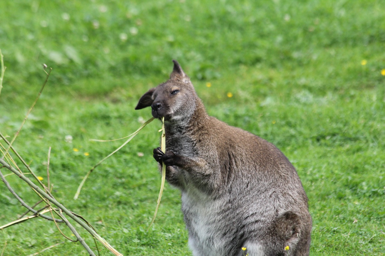 kangaroo  eats  animal free photo