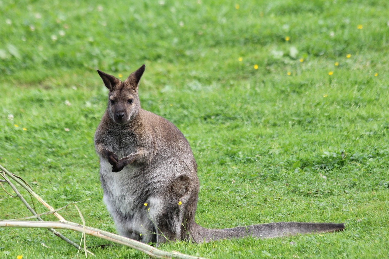 kangaroo  thick  animal free photo