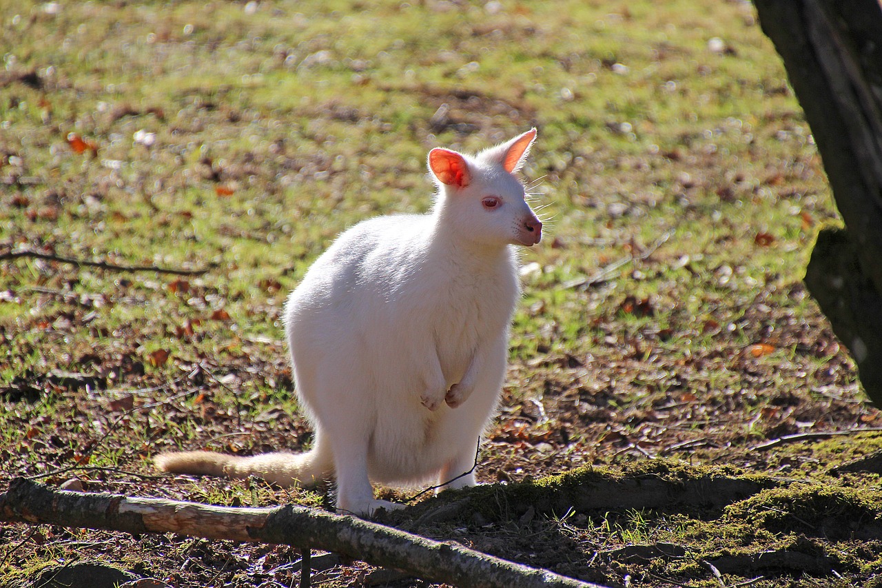 kangaroo  animal  albino free photo